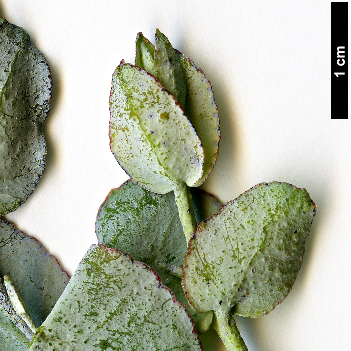 High resolution image: Family: Myrtaceae - Genus: Eucalyptus - Taxon: cordata - SpeciesSub: subsp. cordata